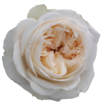 Tie Dye Roses de jardin d'Equateur Ethiflora